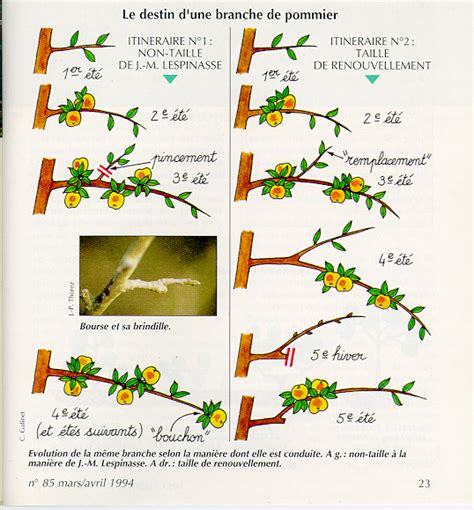 Schéma explicatif de la taille en espalier pour les agrumes