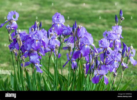 Iris germanica en fleurs