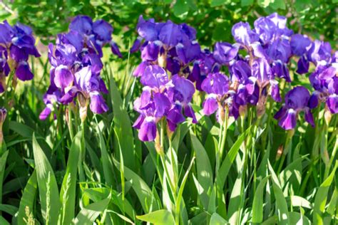 Entretien des iris germanica