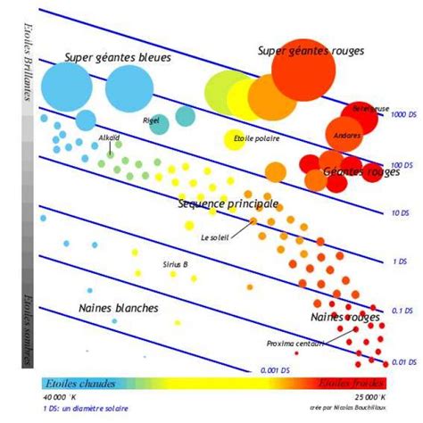 Infographie comparative des différents types d'étoiles de fraise et leurs usages spécifiques