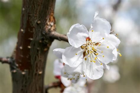 fleurs d'abricotier