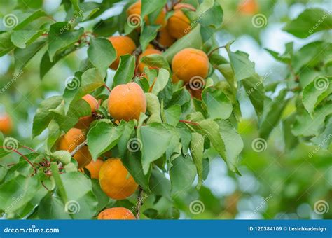 abricots sur l'arbre