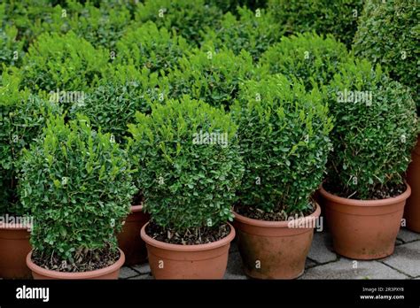 Buis en forme de bonsaï dans un pot en céramique
