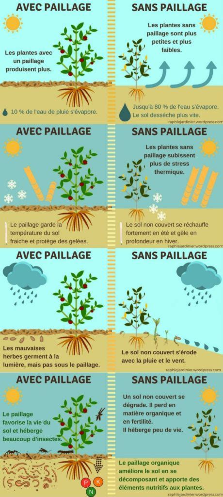 Schéma explicatif montrant l'action du paillage sur la croissance des adventices