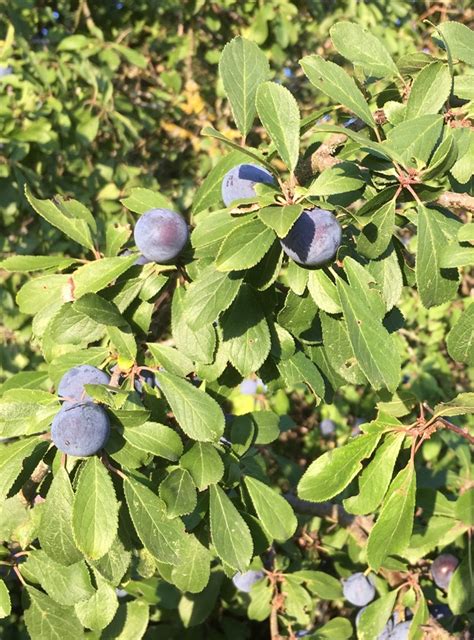 Prunelles bleues argentées sur une branche de prunellier avec des feuilles vertes et des branches marron noir