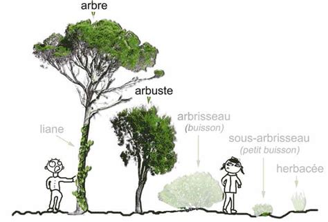 Schéma illustrant la différence entre un arbre, un arbuste et un arbrisseau