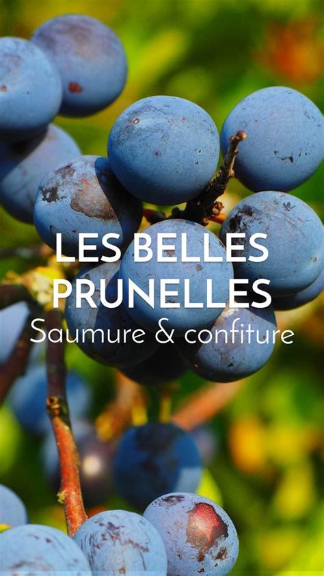 Produits dérivés du prunellier : confiture, liqueur, vin d'épine