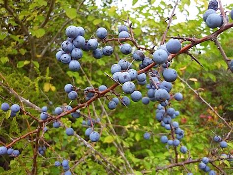 Comparaison entre les fruits du prunellier, de l'aubépine et du prunier