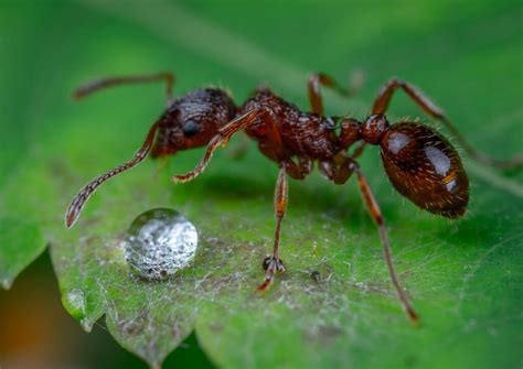 Fourmis explorant une jardinière