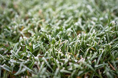 Moisissure sur une pelouse après l'hiver