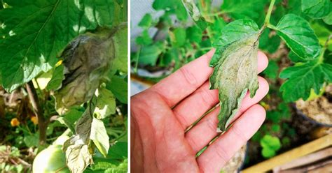 Feuilles de tomate atteintes de mildiou
