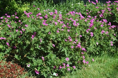 Géranium Patricia en pleine floraison dans un massif