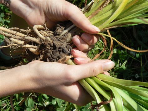 Schéma illustrant la division d'une touffe de géranium