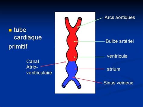 Infographie comparant le bulbe artériel et le bulbe cardiaque