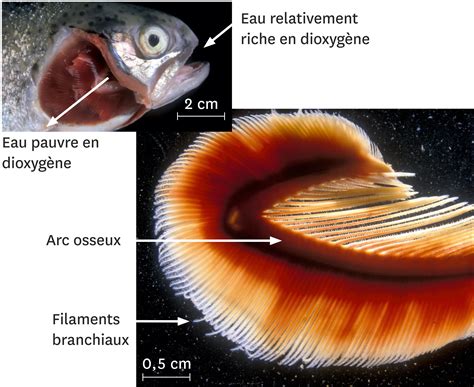 Schéma des branchies de poisson et du flux d'eau