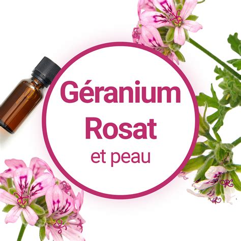 Schéma des différentes actions de l'huile essentielle de Géranium Rosat sur la peau
