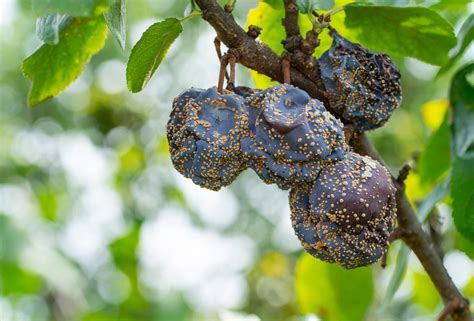 fruits d'abricotier atteints de pourriture brune