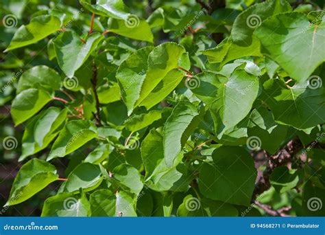 feuilles d'abricotier atteintes de criblure