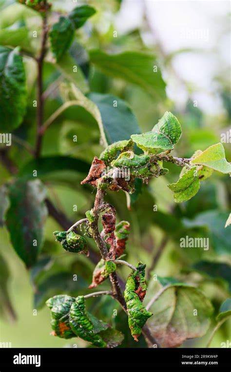 feuilles d'abricotier infestées de pucerons verts