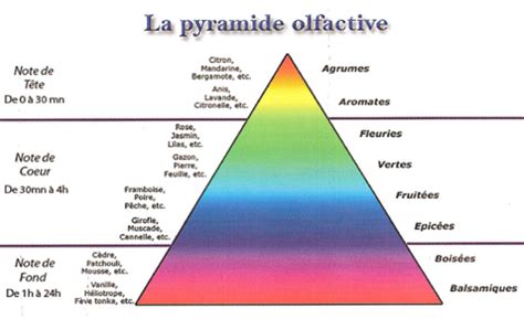 pyramide olfactive de la fleur de figuier avec les notes de tête, de cœur et de fond