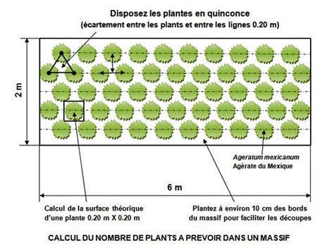 schéma de plantation des pensées en massif avec espacement recommandé