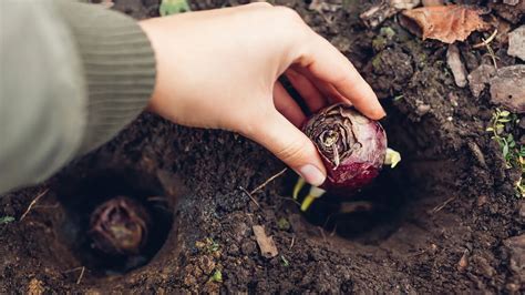 Replanter des bulbes forcés en pleine terre