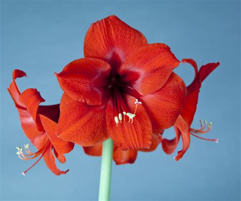 Bulbes d'amaryllis en floraison