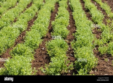 Champ de lentilles cultivées en agriculture biologique sous le soleil printanier