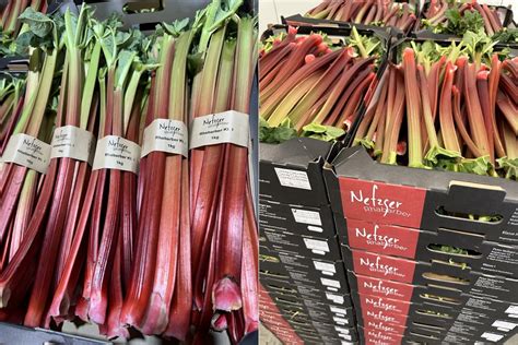 Rhubarbe fraîchement récoltée