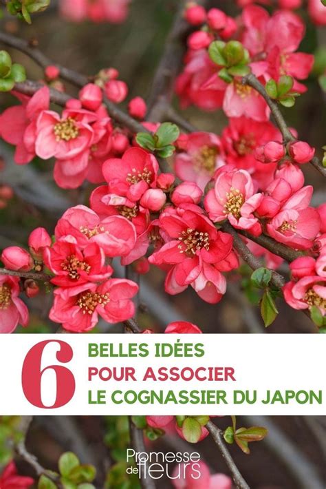 Carte des origines du cognassier du Japon en Asie
