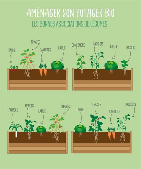 schéma d'association de plantes au potager