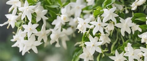 Variétés de jasmin