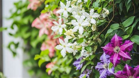 Jasmin associé à d'autres plantes