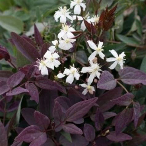 Clematis recta Purpurea en gros plan, mettant en évidence le feuillage pourpre et les petites fleurs blanches