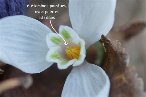 Gros plan sur les fleurs blanches avec étamines pourpres foncées de la Clematis recta 'Purpurea'