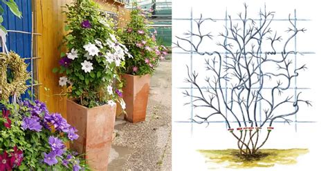 Schéma illustrant les différentes méthodes de taille des clématites en fonction de leur groupe de floraison