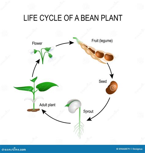 Diagramme illustrant le cycle de vie du haricot, de la graine à la récolte