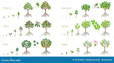Schéma illustrant la croissance d'un arbre fruitier au printemps avec des nutriments