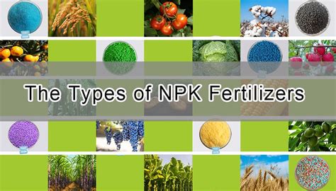 Comparaison visuelle des teneurs en NPK de différents types de fumier