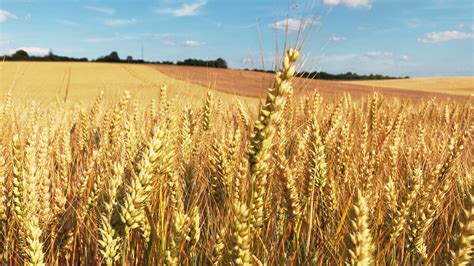 Champs de blé dans la Marne