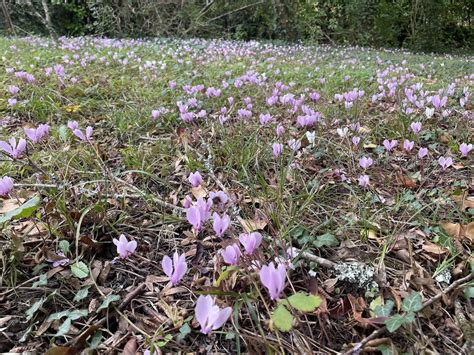 Cyclamen hederifolium en fleurs dans un sous-bois