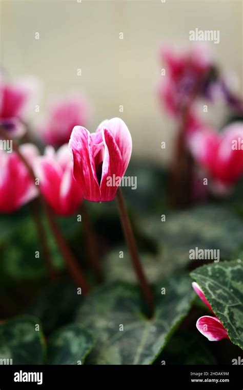 Gros plan sur une fleur de Cyclamen hederifolium avec ses pétales recourbés