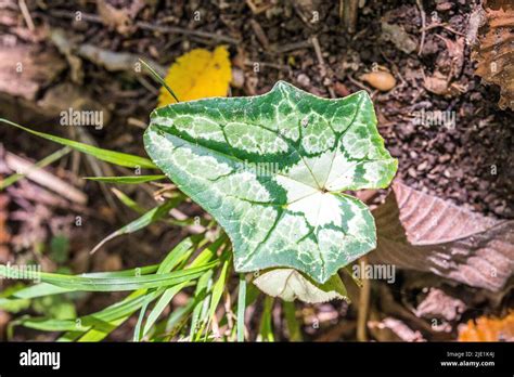Comparaison entre une feuille de Cyclamen hederifolium et une feuille de lierre grimpant