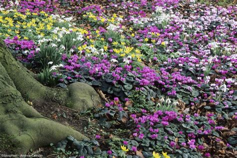 Aménagement paysager avec des Cyclamen hederifolium en couvre-sol sous des arbres