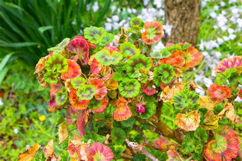 Gros plan sur les fleurs et les feuilles du Géranium Herbe-à-Robert