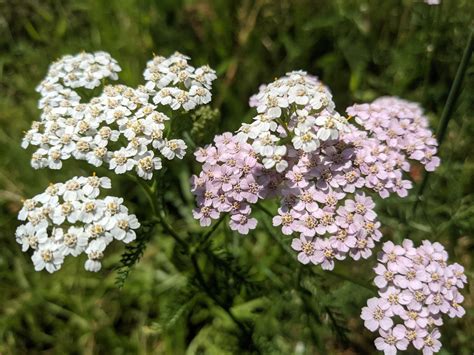 Achillée millefeuille en pleine floraison