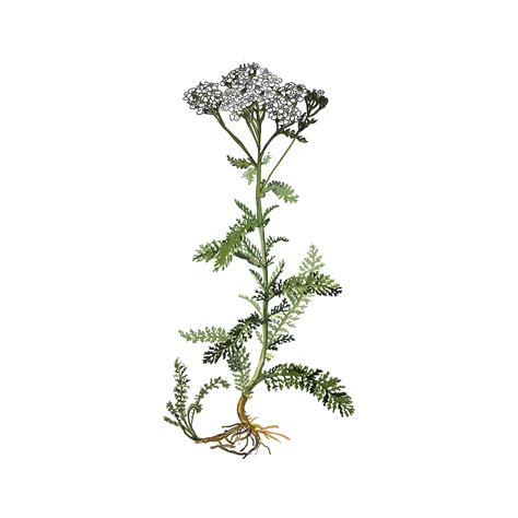 Illustration botanique de l'achillée millefeuille