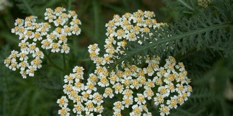 Variétés colorées d'Achillea