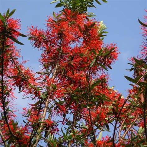 Inflorescence spectaculaire de l’arbre de feu du Chili en mai-juin