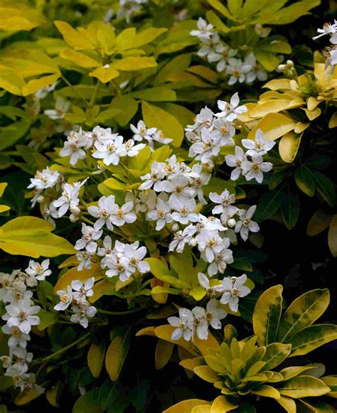Photo d'un Choisya ternata Sundance® avec son feuillage doré éclatant et ses fleurs blanches.